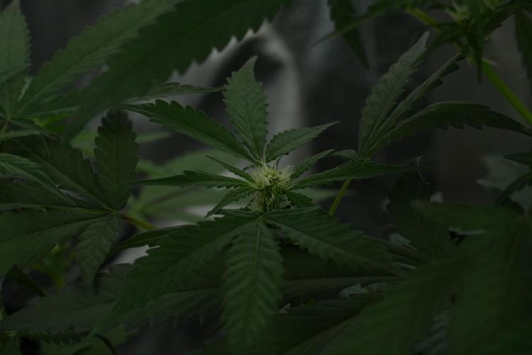 Purple Haze By Zamnesia Pheno A. Week 6 - Purple Haze Pheno A