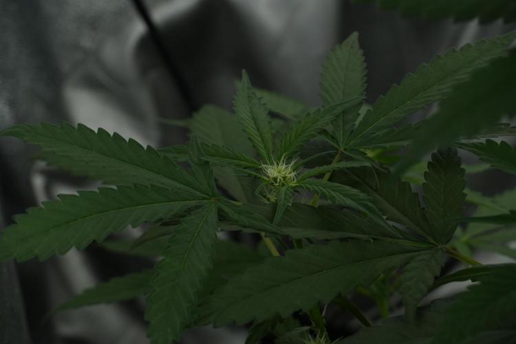 Purple Haze By Zamnesia Pheno A. Week 6 - Purple Haze Pheno A