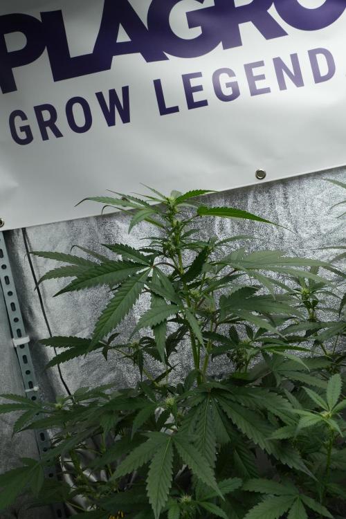 Purple Haze By Zamnesia Pheno A. Week 6 - Purple Haze Pheno A