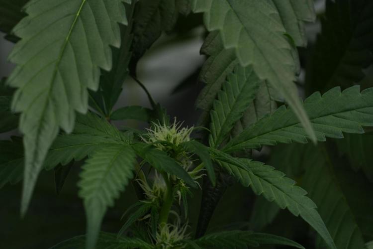 Purple Haze By Zamnesia Pheno A. Week 6 - Purple Haze Pheno A