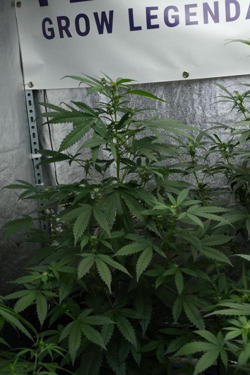 Purple Haze By Zamnesia Pheno A. Week 6 - Purple Haze Pheno A