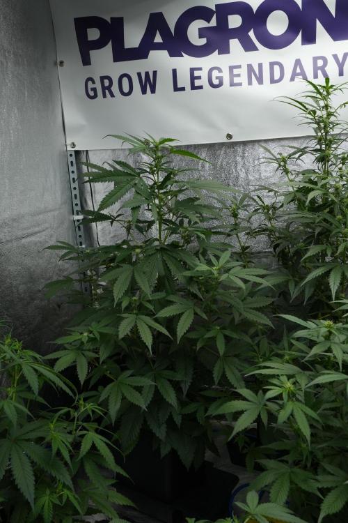 Purple Haze By Zamnesia Pheno A. Week 6 - Purple Haze Pheno A