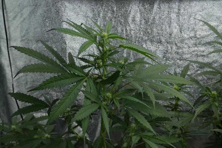 Purple Haze By Zamnesia Pheno A. Week 6 - Purple Haze Pheno A