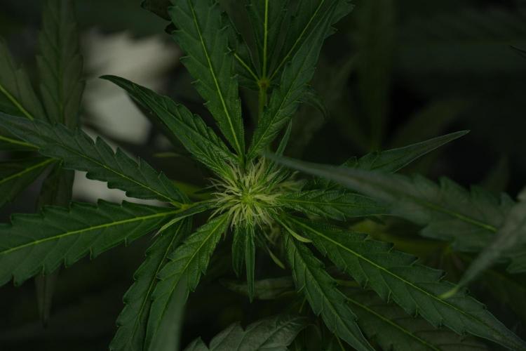 Purple Haze By Zamnesia Pheno A. Week 6 - Purple Haze Pheno A