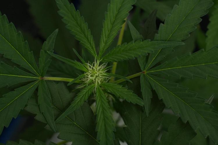 Purple Haze By Zamnesia Pheno A. Week 6 - Purple Haze Pheno A