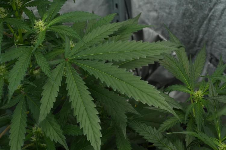 Purple Haze By Zamnesia Pheno A. Week 6 - Purple Haze Pheno A