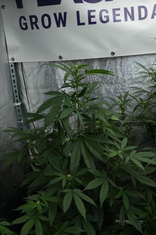 Purple Haze By Zamnesia Pheno A. Week 6 - Purple Haze Pheno A