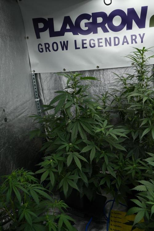 Purple Haze By Zamnesia Pheno A. Week 6 - Purple Haze Pheno A