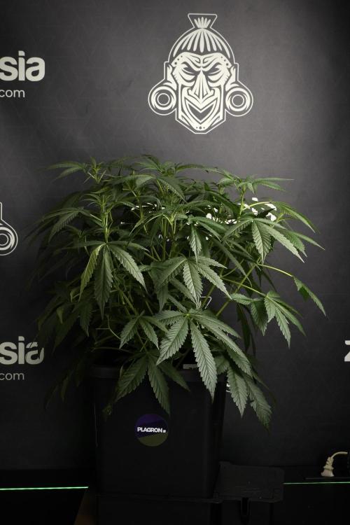 Pheno B Purple Haze By Zamnesia. Week 6 - Purple Haze Pheno B