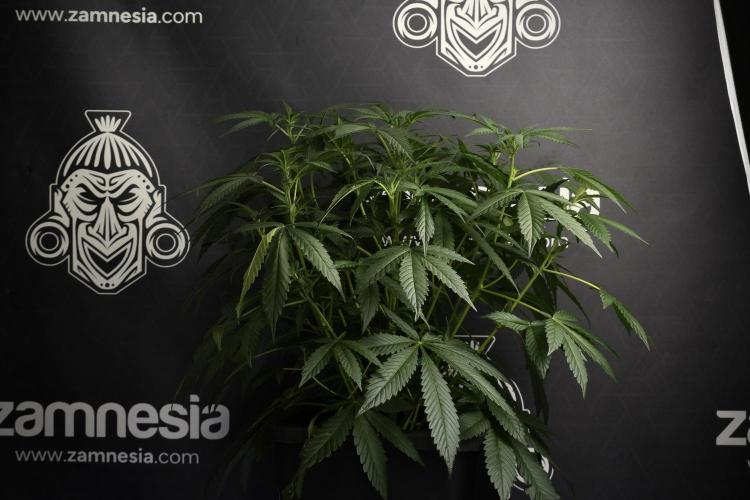 Pheno B Purple Haze By Zamnesia. Week 6 - Purple Haze Pheno B
