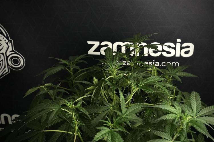Pheno B Purple Haze By Zamnesia. Week 6 - Purple Haze Pheno B