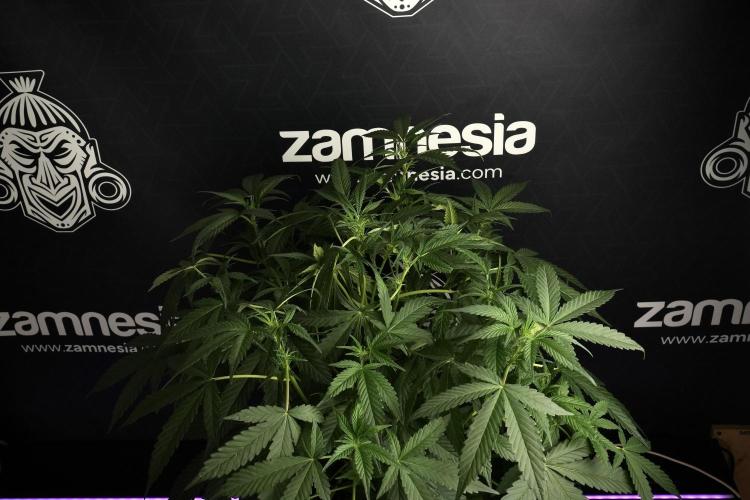 Pheno B Purple Haze By Zamnesia. Week 6 - Purple Haze Pheno B