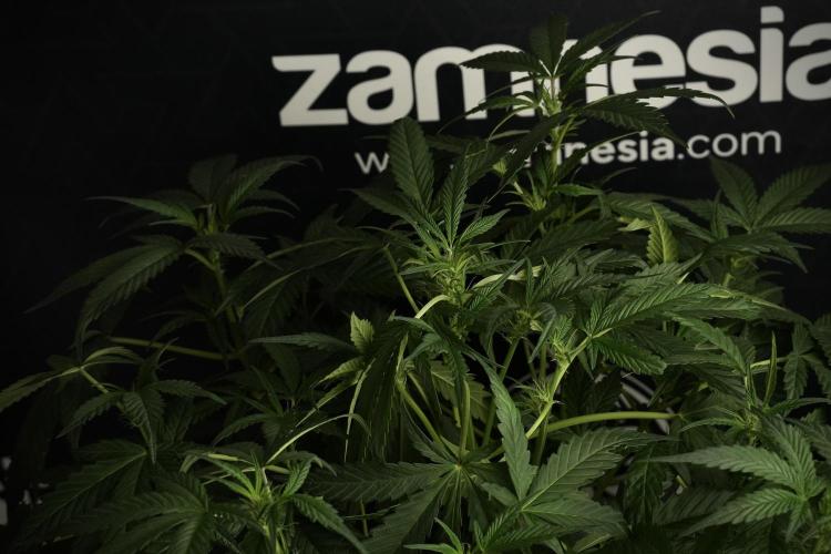Pheno B Purple Haze By Zamnesia. Week 6 - Purple Haze Pheno B