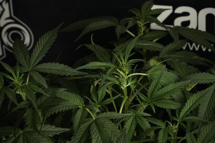 Pheno B Purple Haze By Zamnesia. Week 6 - Purple Haze Pheno B