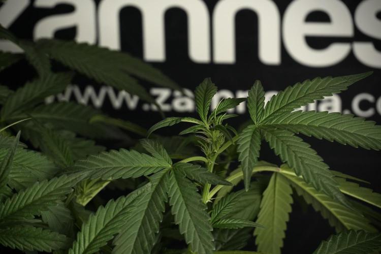 Pheno B Purple Haze By Zamnesia. Week 6 - Purple Haze Pheno B