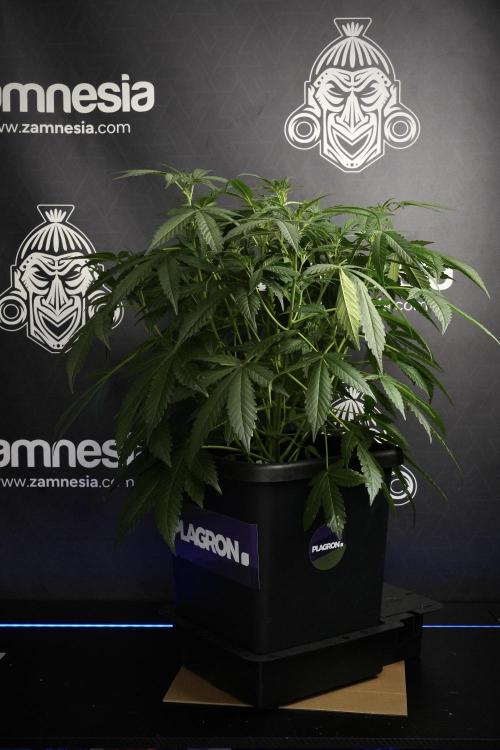 Pheno B Purple Haze By Zamnesia. Week 6 - Purple Haze Pheno B
