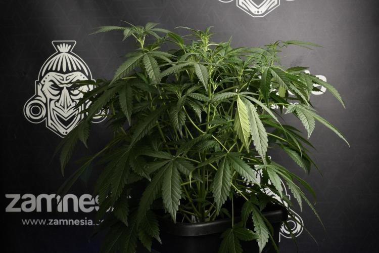 Pheno B Purple Haze By Zamnesia. Week 6 - Purple Haze Pheno B
