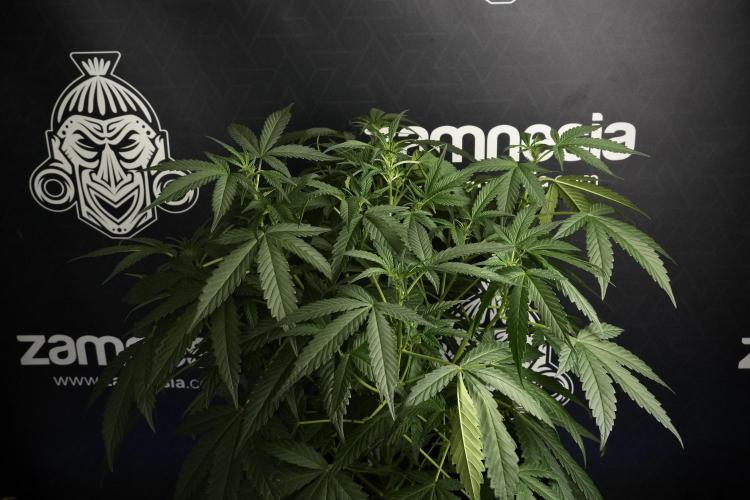 Pheno B Purple Haze By Zamnesia. Week 6 - Purple Haze Pheno B