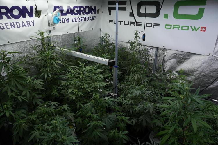 Pheno B Purple Haze By Zamnesia. Week 6 - room and vibes 