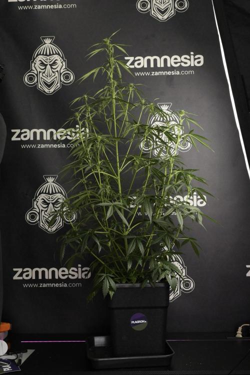 Amnesia Haze Auto by Zamnesia Pheno A. Week 6 - Amnesia Haze Auto – Pheno A