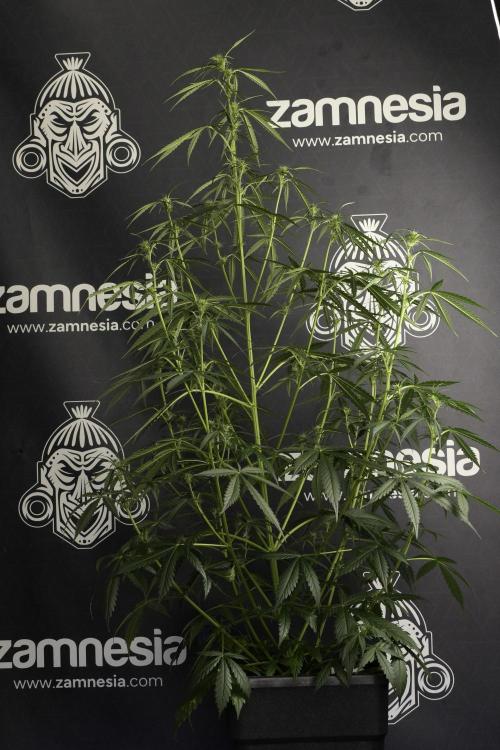 Amnesia Haze Auto by Zamnesia Pheno A. Week 6 - Amnesia Haze Auto – Pheno A