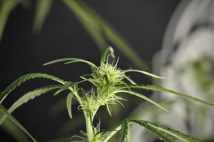 Amnesia Haze Auto by Zamnesia Pheno A. Week 6 - Amnesia Haze Auto – Pheno A