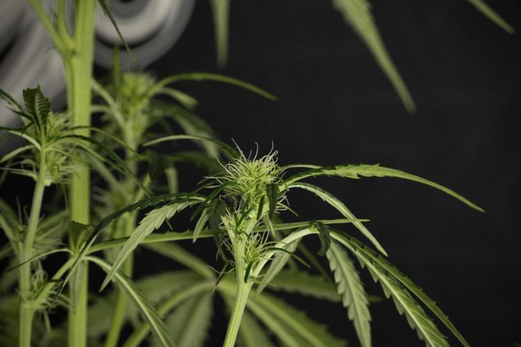 Amnesia Haze Auto by Zamnesia Pheno A. Week 6 - Amnesia Haze Auto – Pheno A