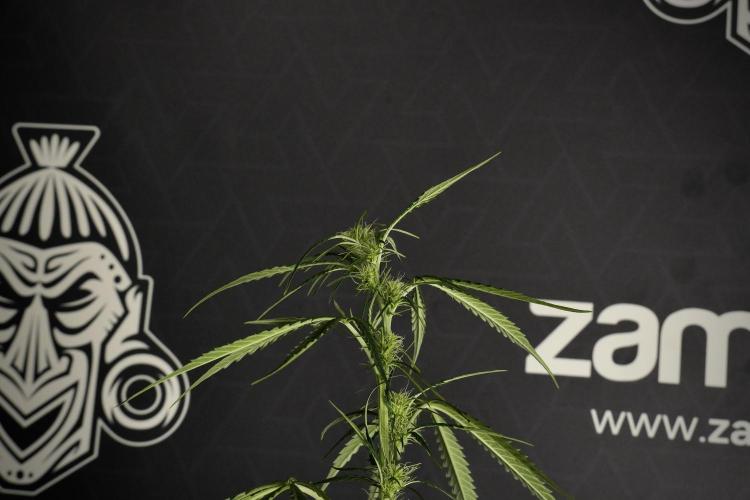 Amnesia Haze Auto by Zamnesia Pheno A. Week 6 - Amnesia Haze Auto – Pheno A