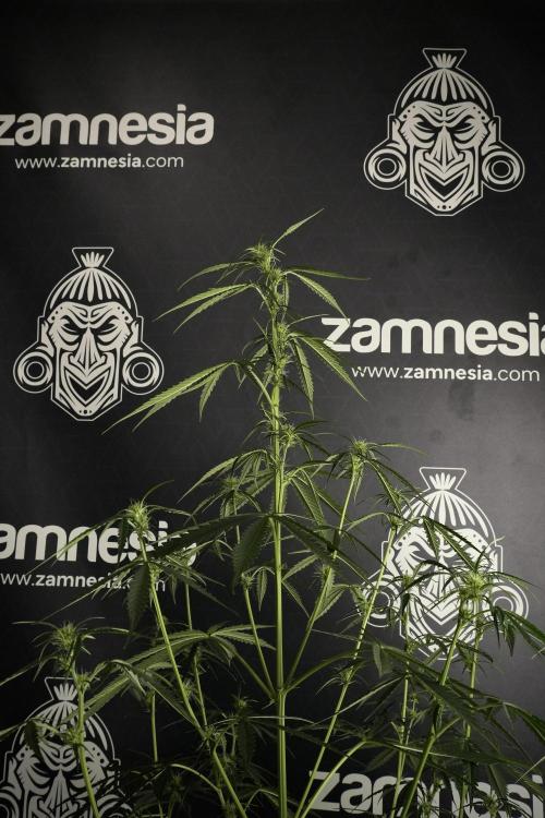 Amnesia Haze Auto by Zamnesia Pheno A. Week 6 - Amnesia Haze Auto – Pheno A