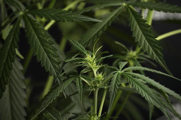 Amnesia Haze Auto by Zamnesia Pheno A. Week 6 - Amnesia Haze Auto – Pheno A