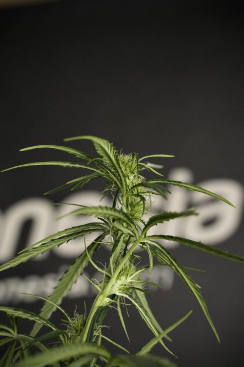 Amnesia Haze Auto by Zamnesia Pheno A. Week 6 - Amnesia Haze Auto – Pheno A