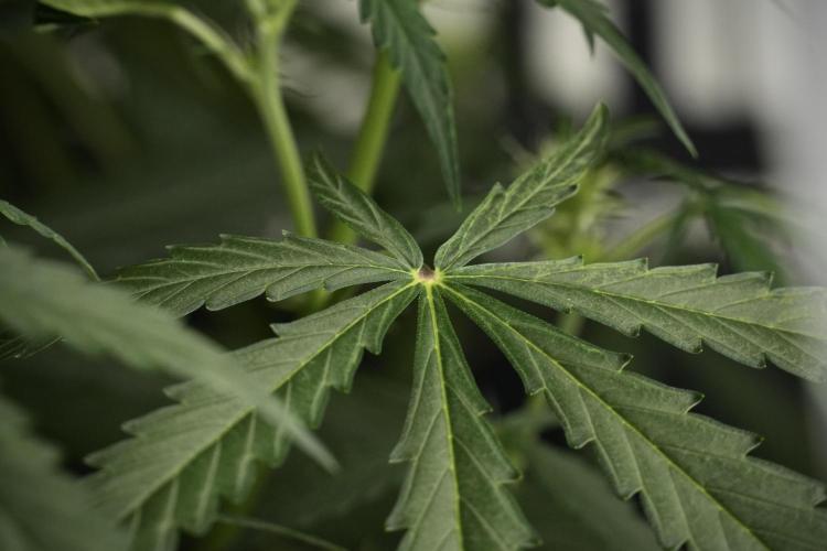 Amnesia Haze Auto by Zamnesia Pheno A. Week 6 - Amnesia Haze Auto – Pheno A Leafs