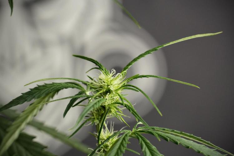 Amnesia Haze Auto by Zamnesia Pheno A. Week 6 - Amnesia Haze Auto – Pheno A
