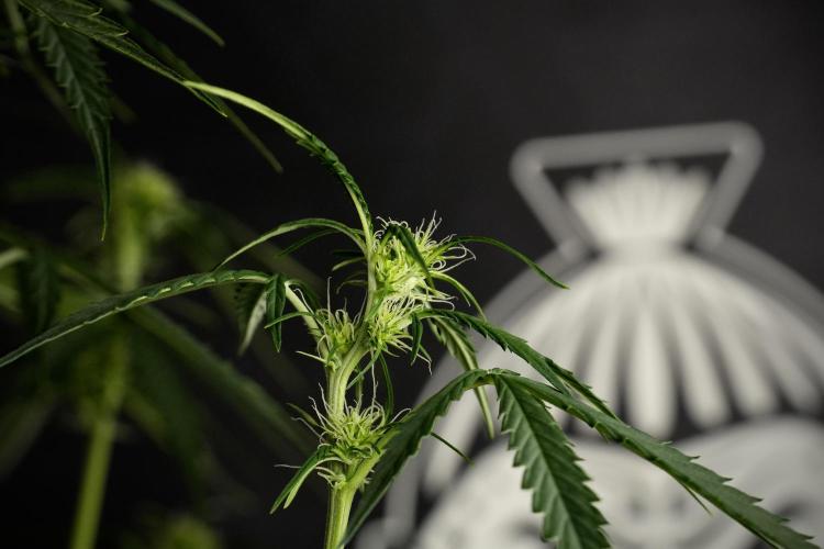 Amnesia Haze Auto by Zamnesia Pheno A. Week 6 - Amnesia Haze Auto – Pheno A