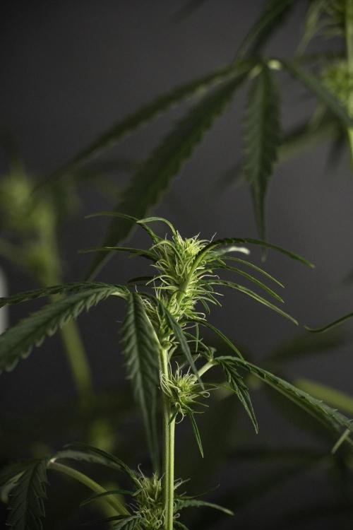 Amnesia Haze Auto by Zamnesia Pheno A. Week 6 - Amnesia Haze Auto – Pheno A
