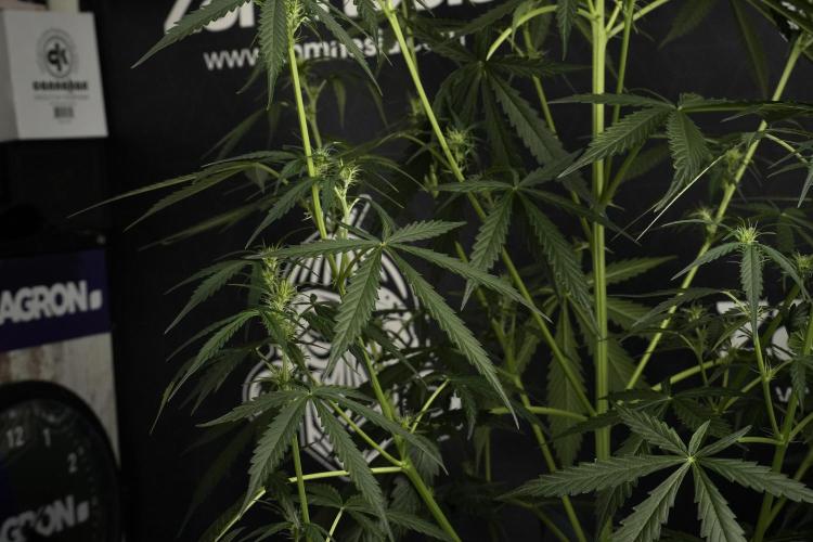 Amnesia Haze Auto by Zamnesia Pheno A. Week 6 - Amnesia Haze Auto – Pheno A Leafs