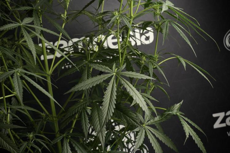 Amnesia Haze Auto by Zamnesia Pheno A. Week 6 - Amnesia Haze Auto – Pheno A Leafs