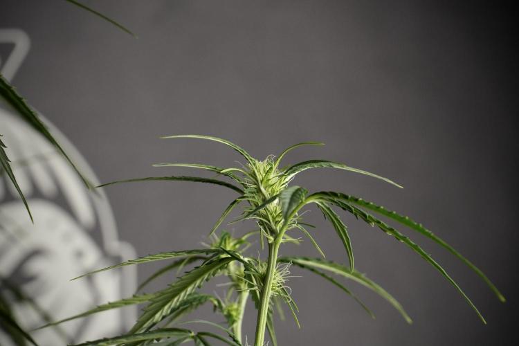 Amnesia Haze Auto by Zamnesia Pheno A. Week 6 - Amnesia Haze Auto – Pheno A