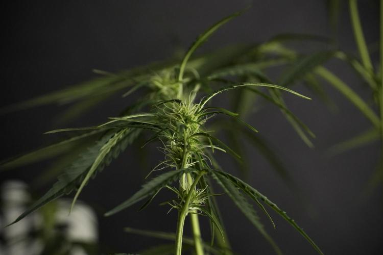 Amnesia Haze Auto by Zamnesia Pheno A. Week 6 - Amnesia Haze Auto – Pheno A