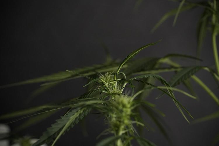 Amnesia Haze Auto by Zamnesia Pheno A. Week 6 - Amnesia Haze Auto – Pheno A