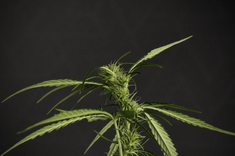 Amnesia Haze Auto by Zamnesia Pheno A. Week 6 - Amnesia Haze Auto – Pheno A