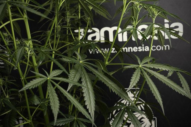 Amnesia Haze Auto by Zamnesia Pheno A. Week 6 - Amnesia Haze Auto – Pheno A