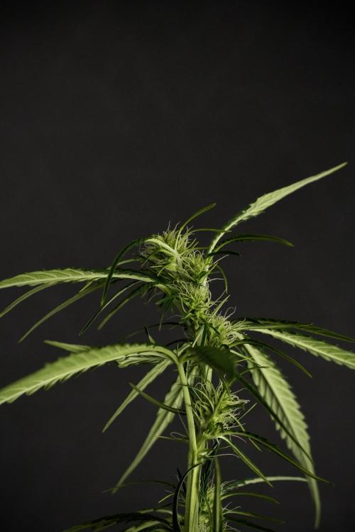 Amnesia Haze Auto by Zamnesia Pheno A. Week 6 - Amnesia Haze Auto – Pheno A