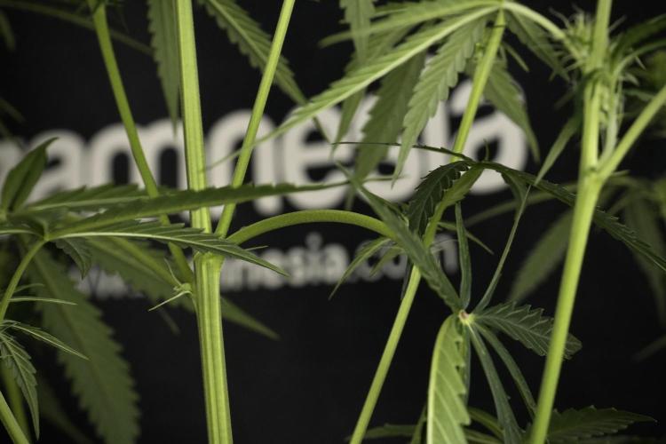 Amnesia Haze Auto by Zamnesia Pheno A. Week 6 - Amnesia Haze Auto – Pheno A