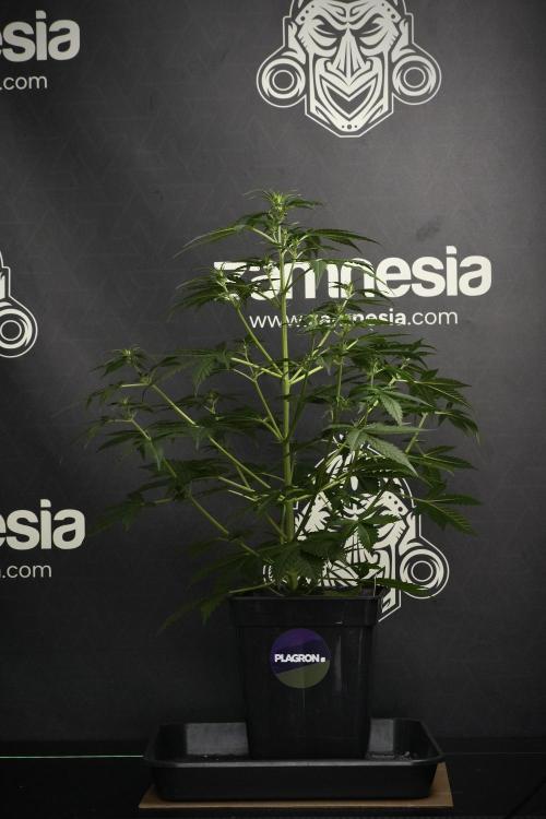 Amnesia Haze Auto by Zamnesia Pheno B. Week 6 - Amnesia Haze Auto Plant B 
