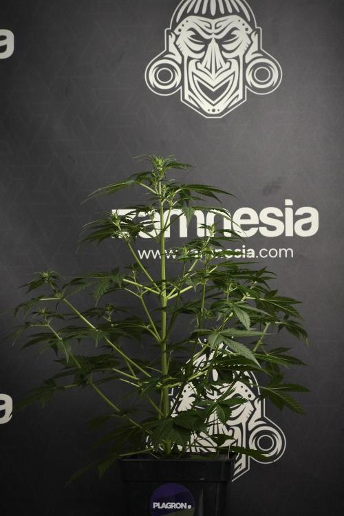Amnesia Haze Auto by Zamnesia Pheno B. Week 6 - Amnesia Haze Auto Plant B 