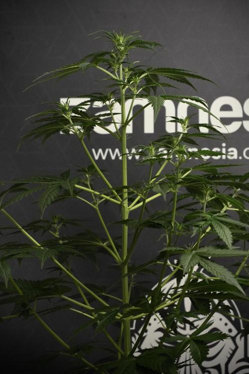 Amnesia Haze Auto by Zamnesia Pheno B. Week 6 - Amnesia Haze Auto Plant B 