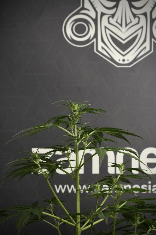 Amnesia Haze Auto by Zamnesia Pheno B. Week 6 - Amnesia Haze Auto Plant B 