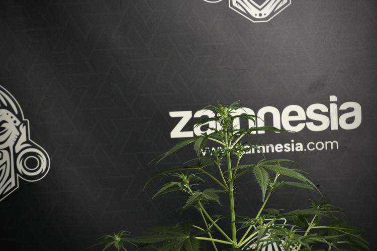Amnesia Haze Auto by Zamnesia Pheno B. Week 6 - Amnesia Haze Auto Plant B 