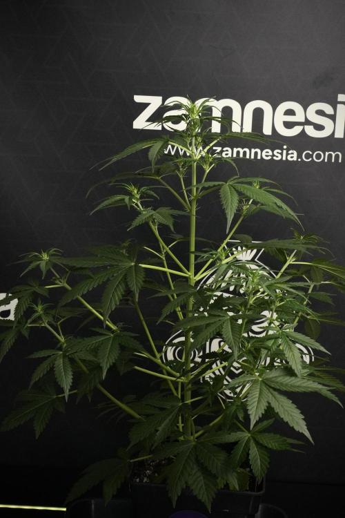 Amnesia Haze Auto by Zamnesia Pheno B. Week 6 - Amnesia Haze Auto Plant B 